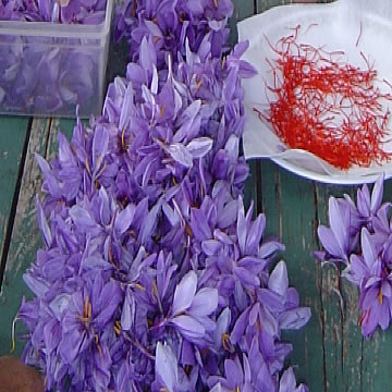 des fleurs de safran et safran